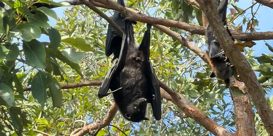 Jättefladdermöss (flying foxes) i träden på North Stradbroke Island nära Brisbane