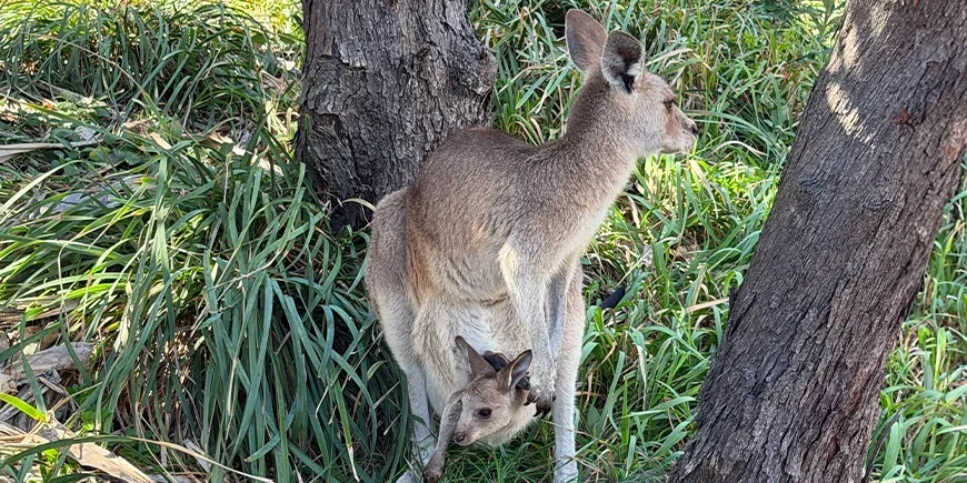 Känguru med unge i pungen