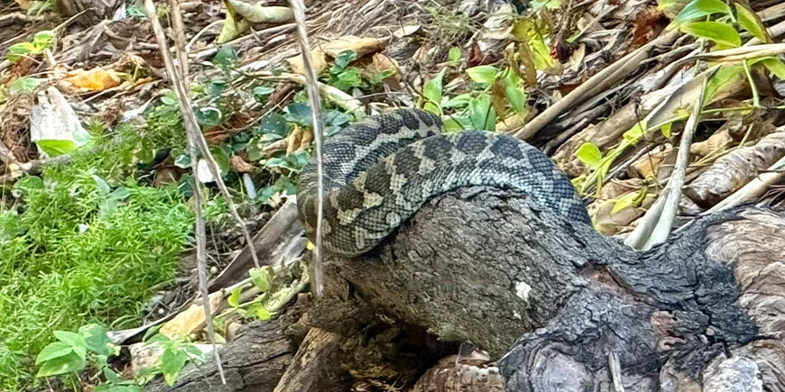 Mattaorm i bushen på North Stradbroke Island i Australien