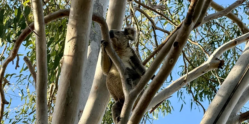 En koala i ett träd på North Stradbroke Island nära Brisbane i Australien