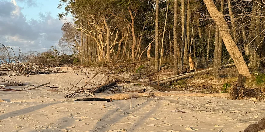 Känguru i solnedgångens ljus på North Stradbroke Island i Australien