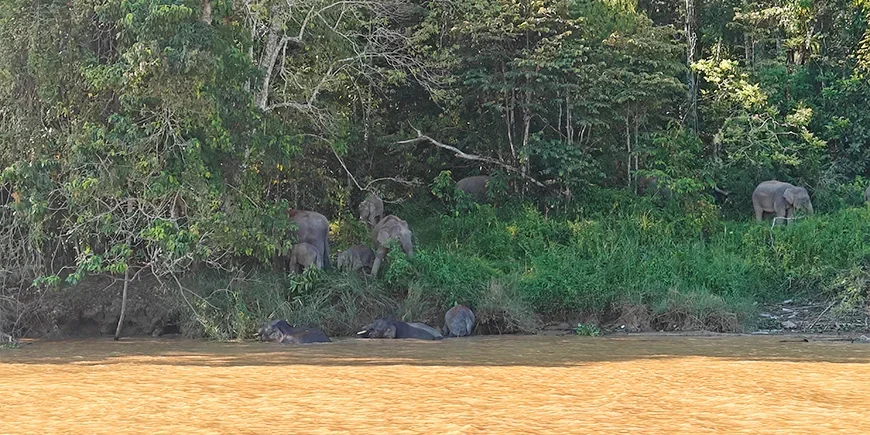 dvägselefanter vid Kinabatanganfloden på Borneo