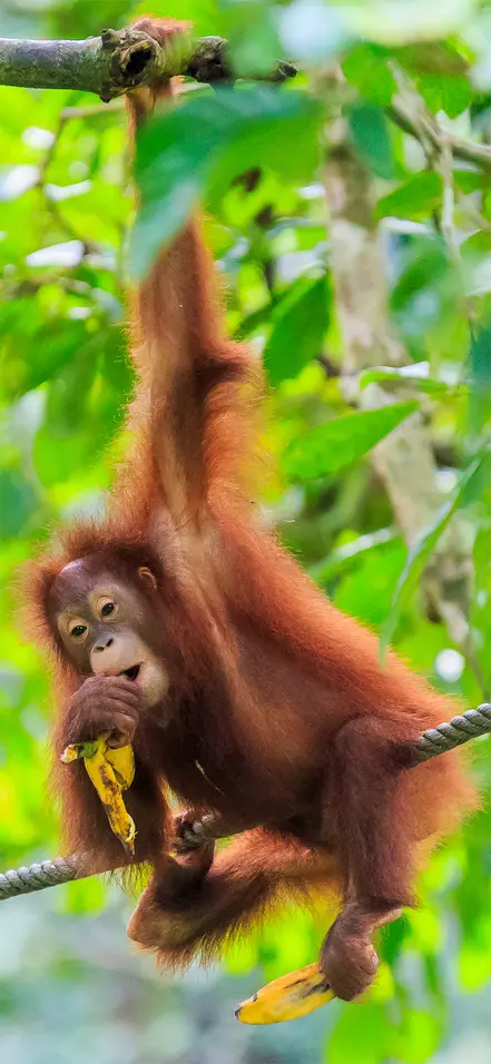 Orangutang hängande från ett träd i en skog på Sumatra, Indonesien