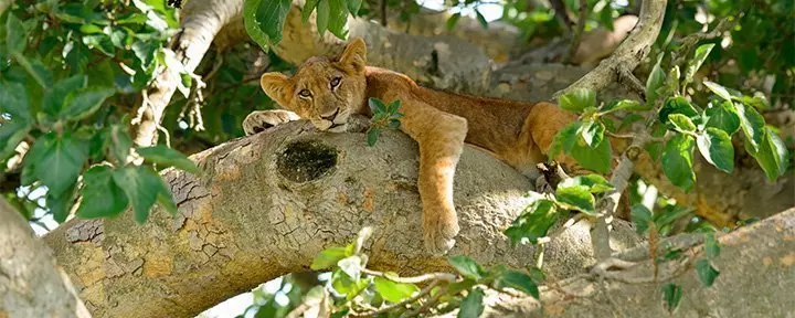 Lejonunge i ett träd i Uganda