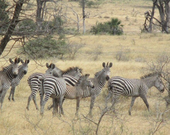 Zebraflock i Kruger Nationalpark