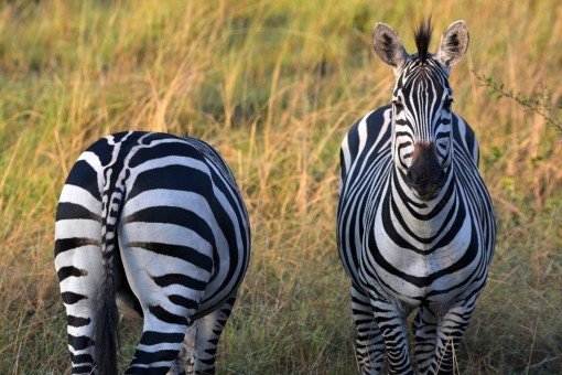 Två zebrakompisar i Lake Mburo nationalpark