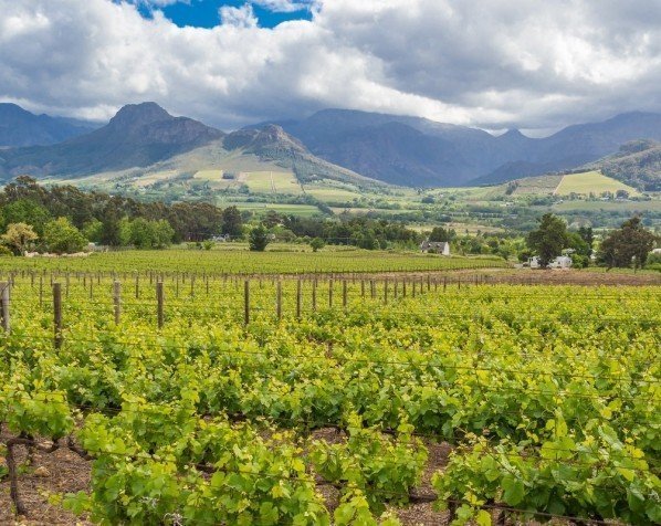 Vinstockar i Franschhoek