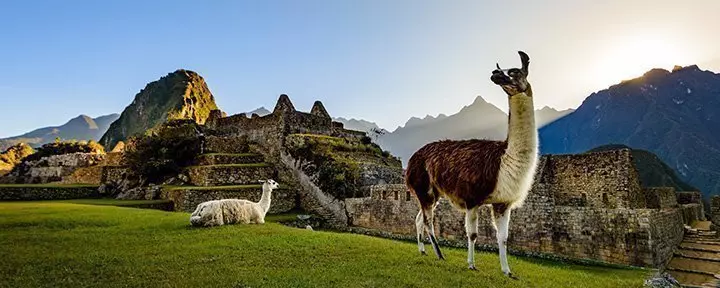 Två lamor slappnar av vid Macchu Picchu