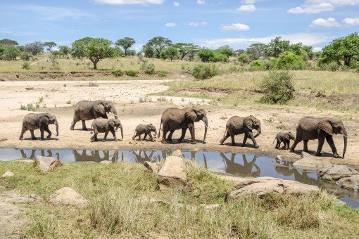 Tarangire nationalpark