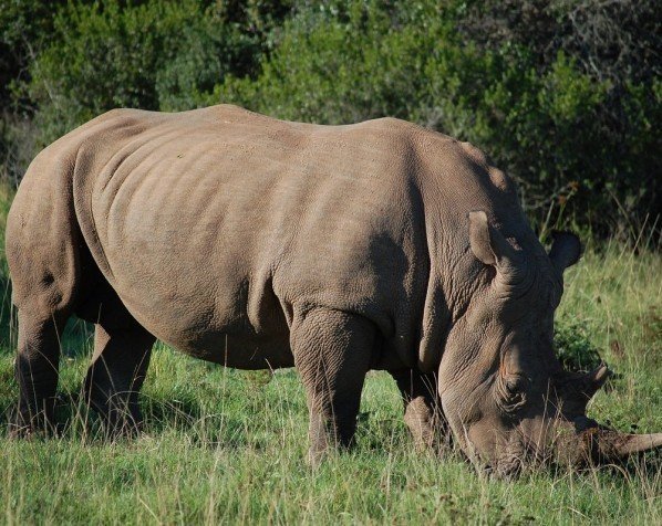 Vit noshörning i Kruger Nationalpark