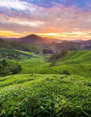 Solnedgång över plantage i Cameron Highlands, Malaysia