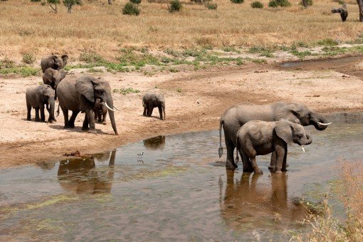 Upplev trädklättrande lejon i Lake Manyara nationalpark