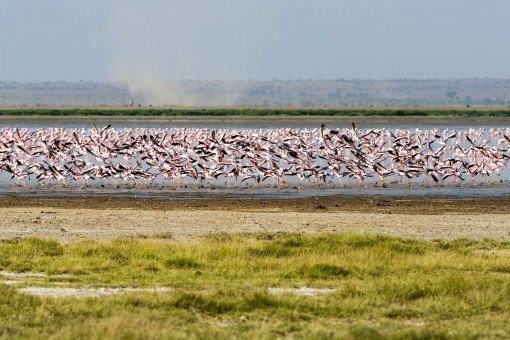 Flamingor vid Manyarasjön