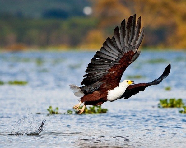 Vithövdad havsörn vid Lake Naivasha