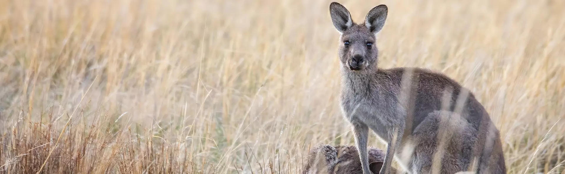Känguru i gräset i Australien