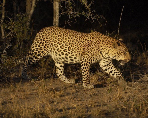 Spotlightsafari i Kruger Nationalpark