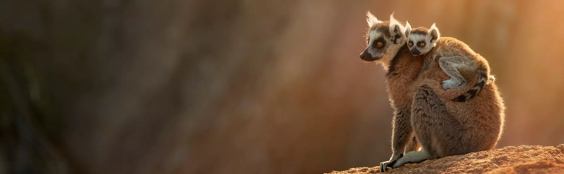 Ringsvanslemur i Anja-reservatet på Madagaskar