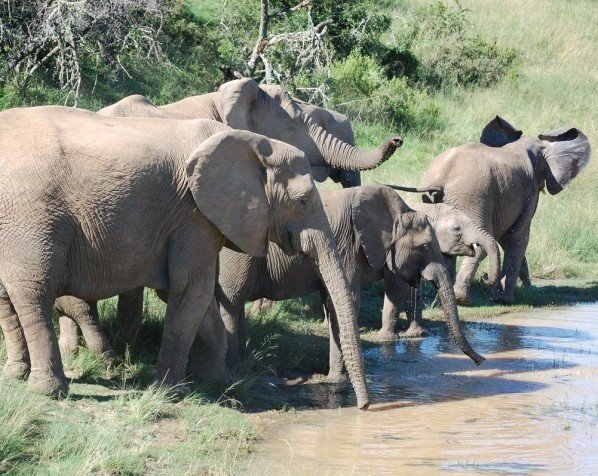 Elefanter vid vattenhål i Kruger Nationalpark
