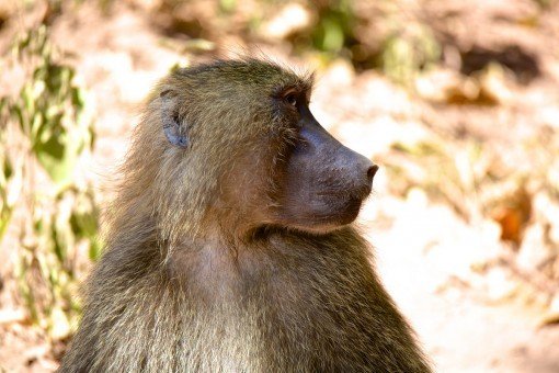 Babian i Lake Manyara nationalpark