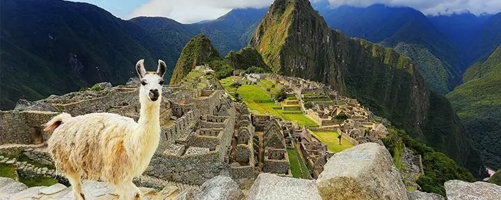 Lama står vid utsiktspunkten i Machu Picchu i Peru