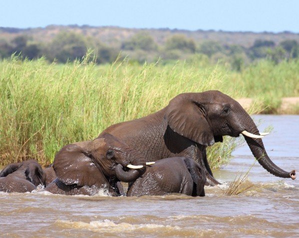 Elefanter badar i sjö i Kruger Nationalpark