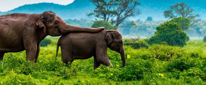 Sri Lanka