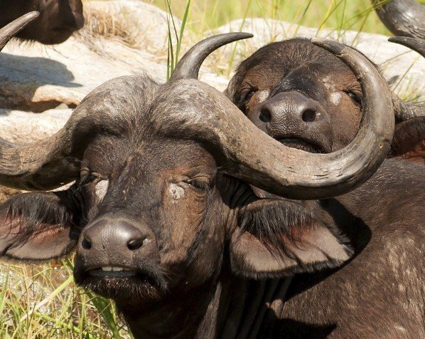 Bufflar