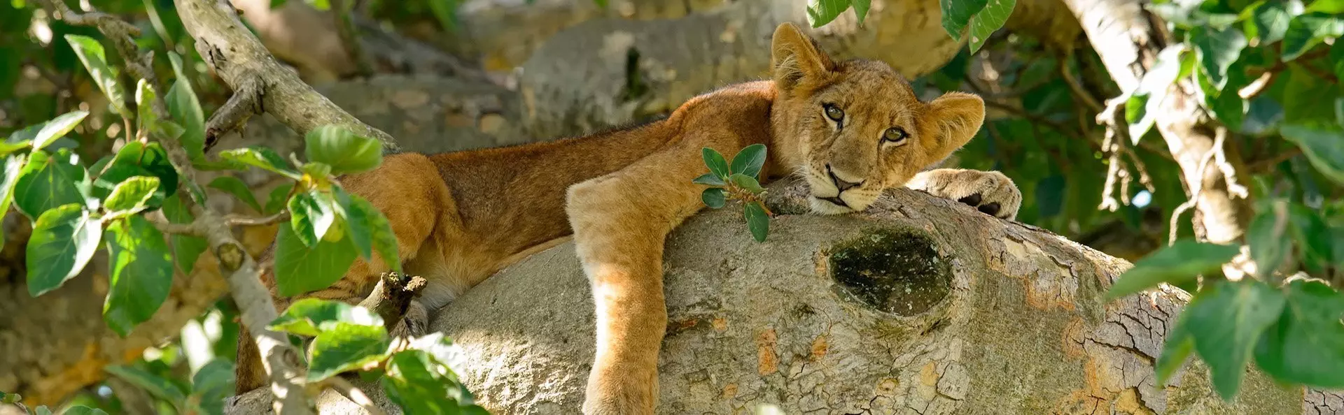 Lejonunge i ett träd i Uganda