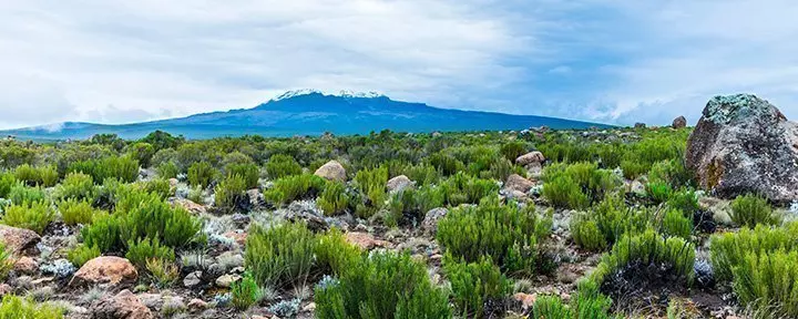 Utsikt från Lemosho-rutten över Kilimanjaro