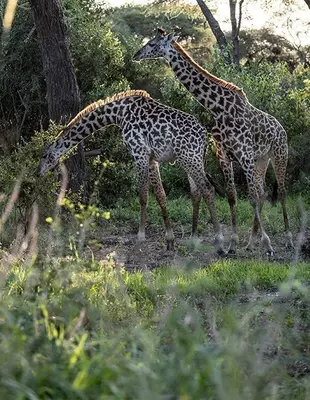 Giraffer i grön natur i Tanzania