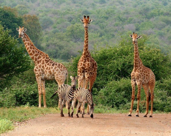 Se hur höga giraffer verkligen är i Kruger nationalpark