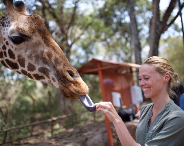 Kom nära inpå girafferna på Giraffe Center