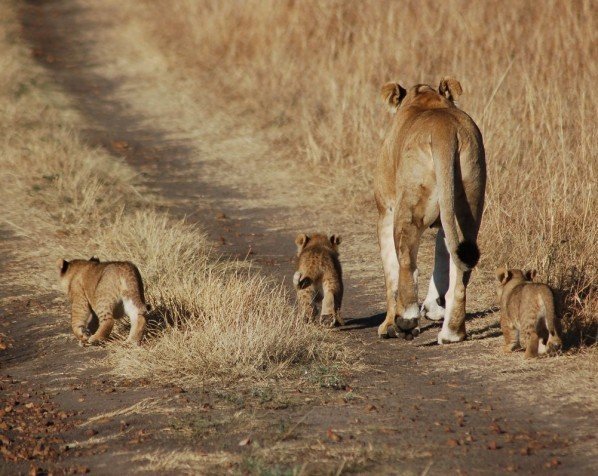 En lejonmamma med sina ungar i Masai Mara