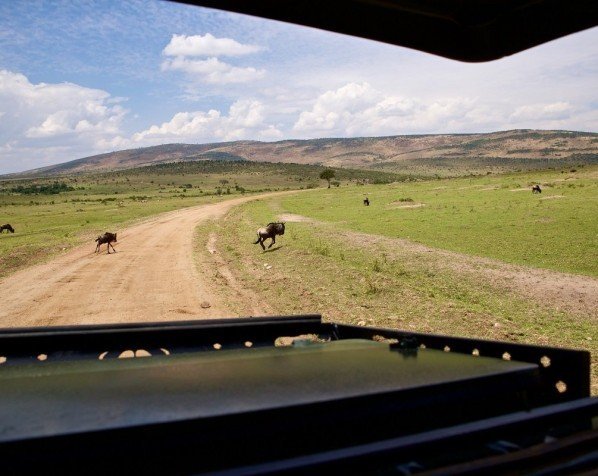 Utsikt från safaribilen i Masai Mara