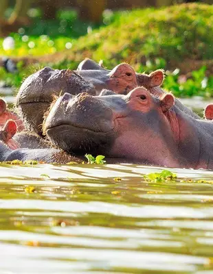 Två flodhästar i en sjö
