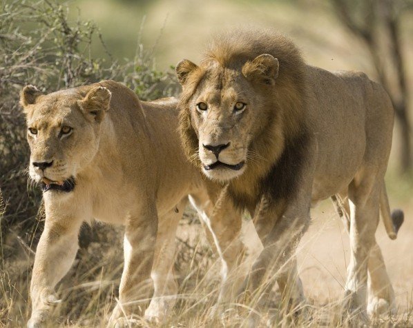 Lejon i Kruger Nationalpark