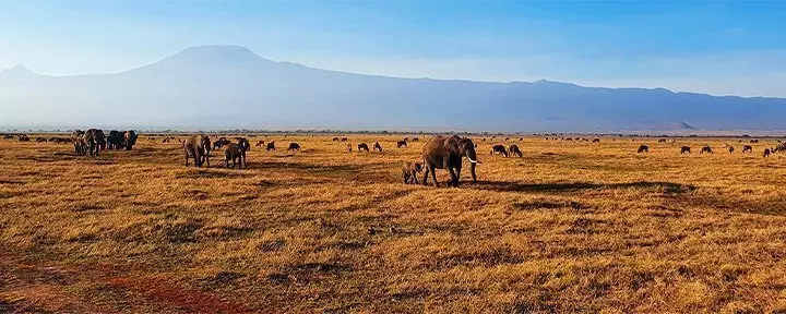 Elefanter går på rad i Amboseli med Kilimanjaro i bakgrunden