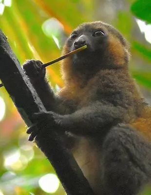 Bambulemur i Ranomafana nationalpark på Madagaskar