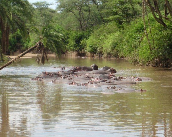 Flodhästflock i Serengeti