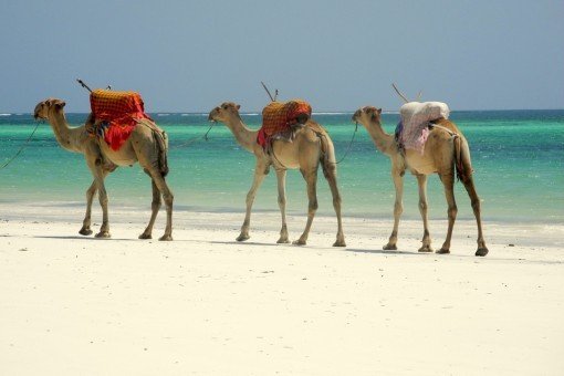 Dromedarer på stranden i Mombasa