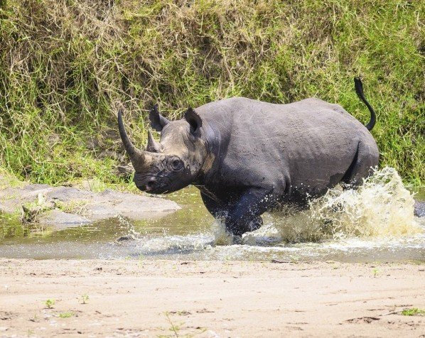 Svart noshörning i Ngorongoro
