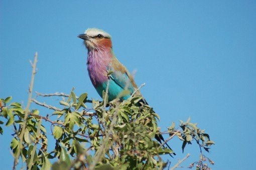 Upplev blåkråkan i Chobe nationalpark