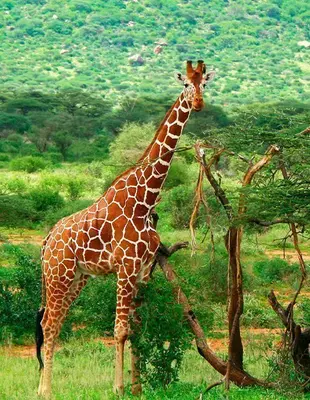 Giraff i gröna omgivningar i Samburu nationalpark i Kenya
