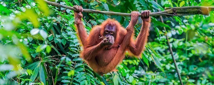 Orangutang i träden på ön Sumatra