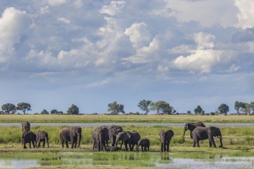 Elefanter i Chobe nationalpark
