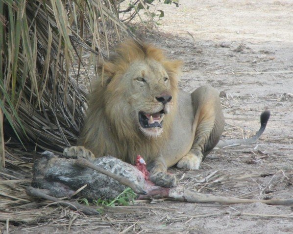 Lejon med byte i Kruger Nationalpark