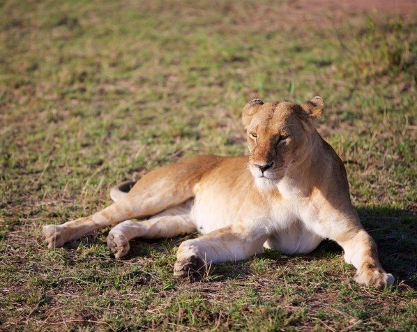 Lejoninna i Masai Mara