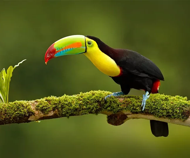 Costa Rica