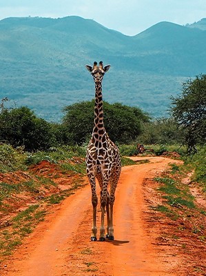 afrika