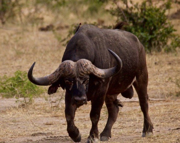 Safari i Kruger Nationalpark